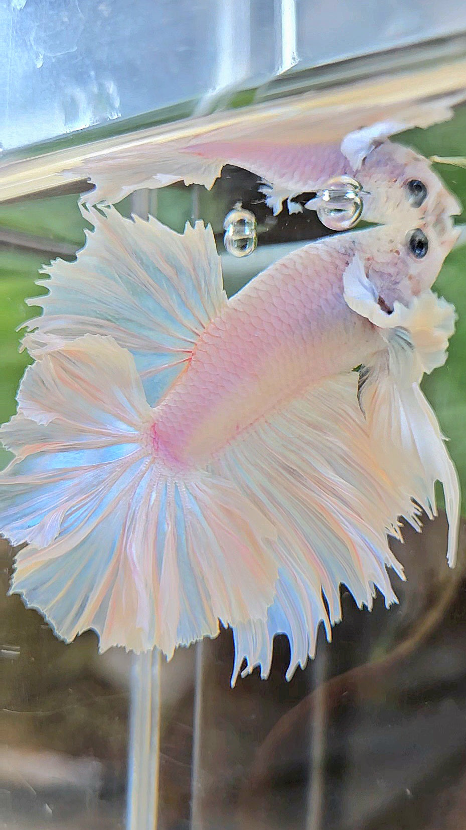 HALFMOON FEATHER TAIL DUMBO EAR WHITE OPQUE BETTA FISH