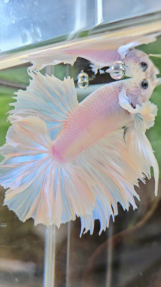 HALFMOON FEATHER TAIL DUMBO EAR WHITE OPQUE BETTA FISH