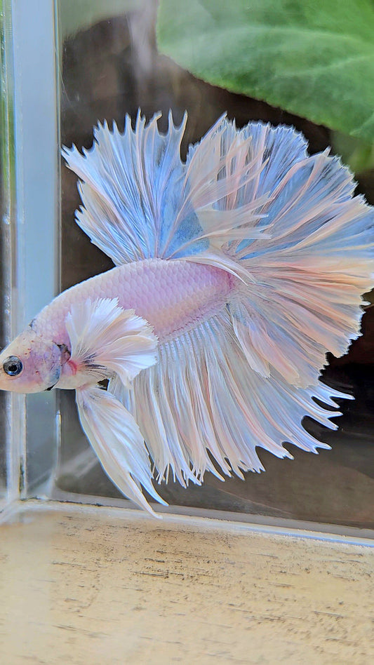 HALFMOON FEATHER TAIL DUMBO EAR WHITE OPQUE BETTA FISH