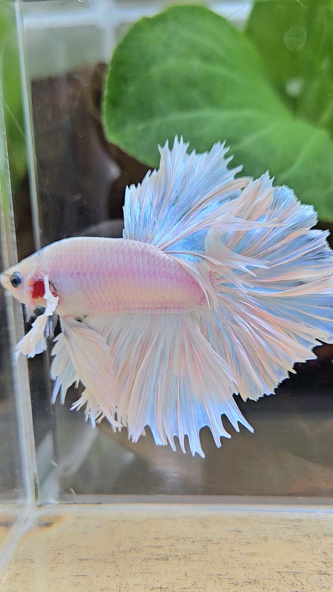 HALFMOON FEATHER TAIL DUMBO EAR WHITE OPQUE BETTA FISH