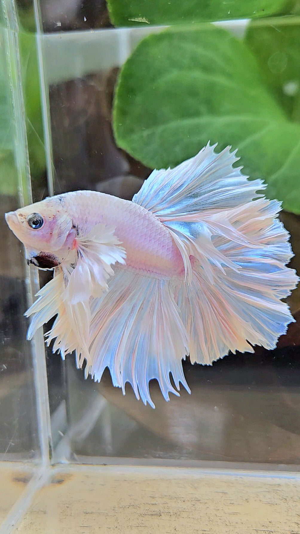 HALFMOON FEATHER TAIL DUMBO EAR WHITE OPQUE BETTA FISH
