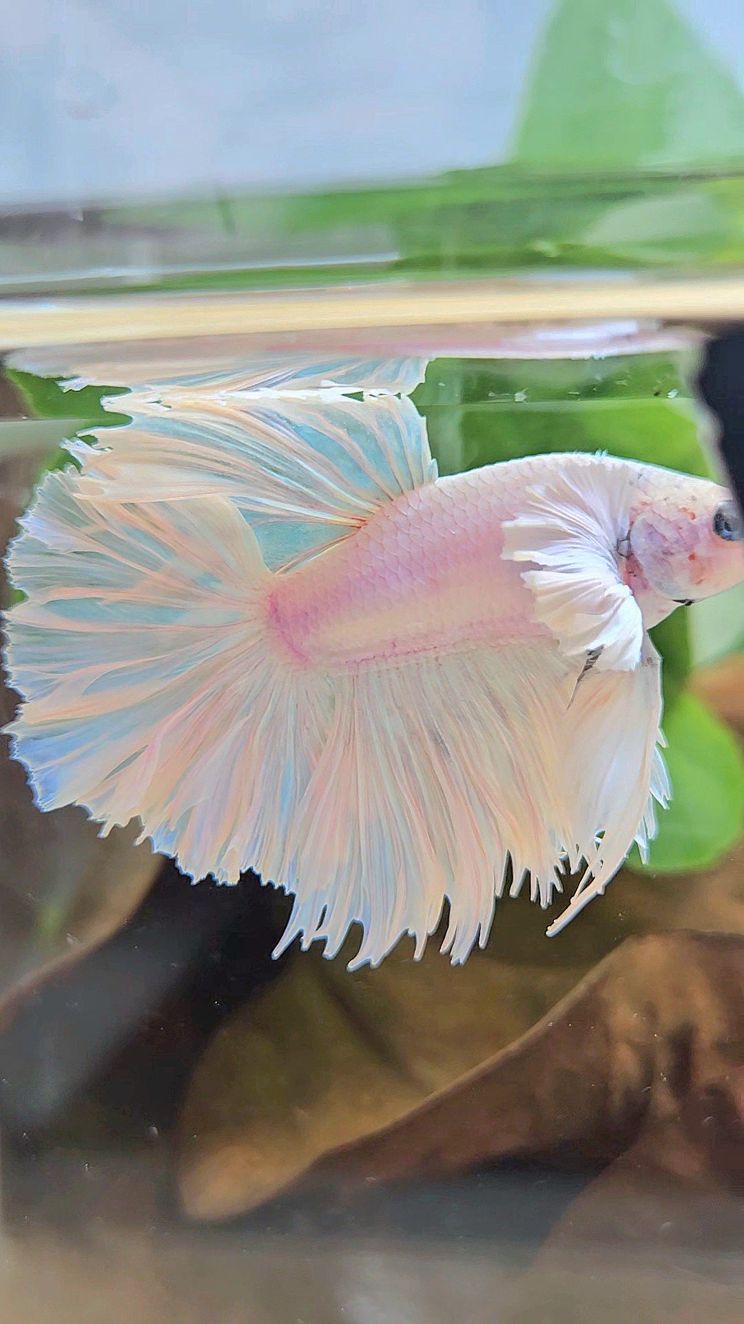 HALFMOON FEATHER TAIL DUMBO EAR WHITE OPQUE BETTA FISH