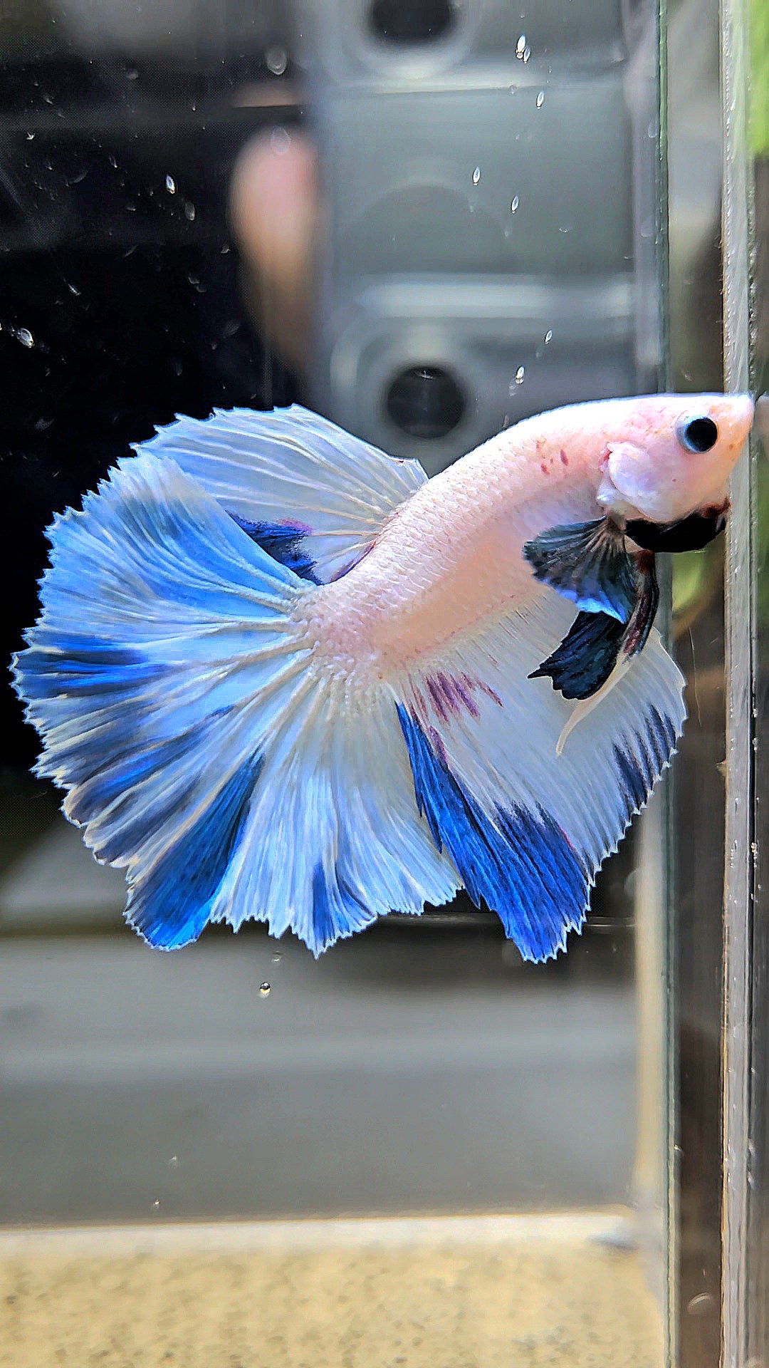 HALFMOON WHITE BLUE MARBLE PATTERN BETTA FISH