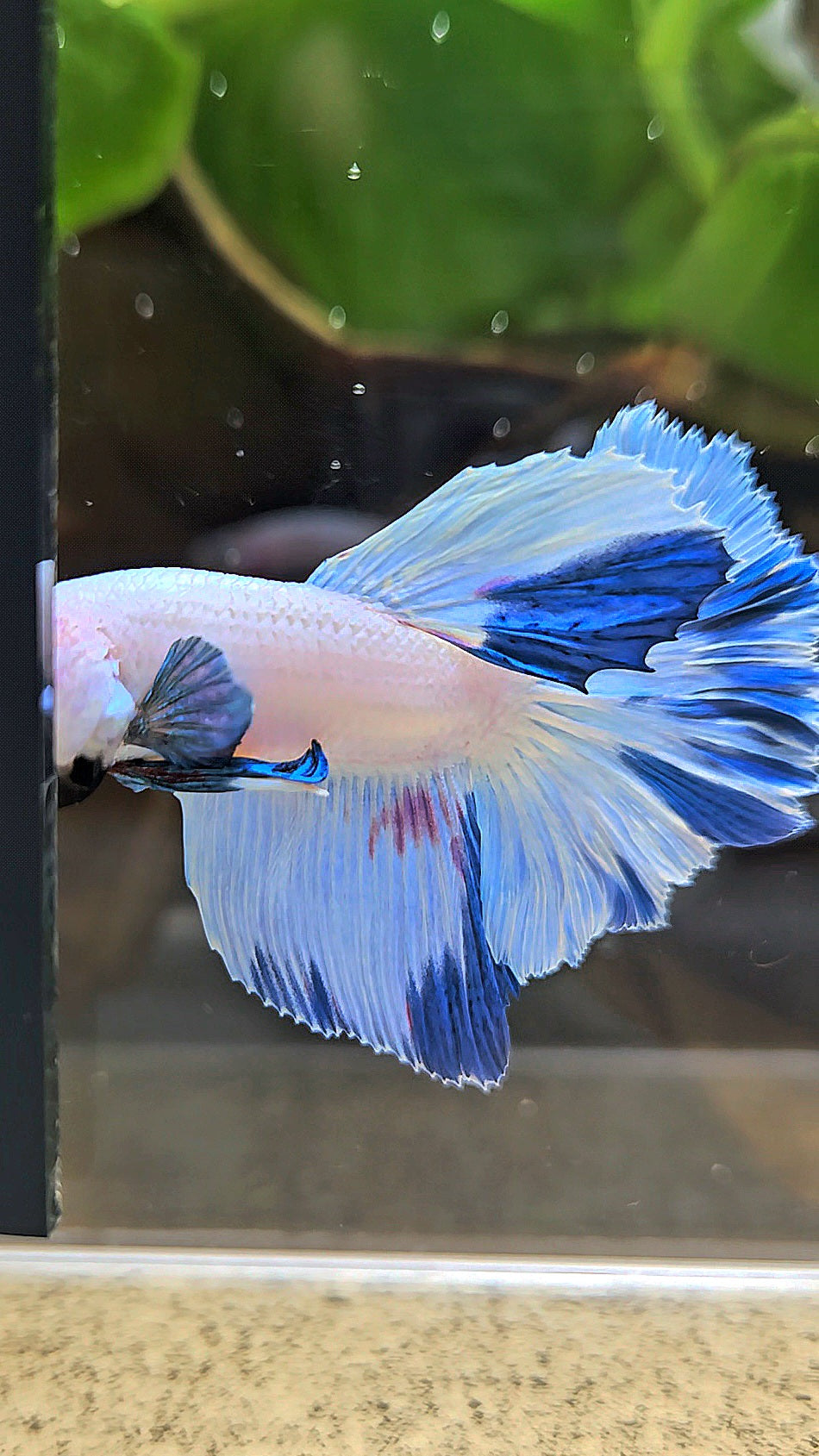 HALFMOON WHITE BLUE MARBLE PATTERN BETTA FISH