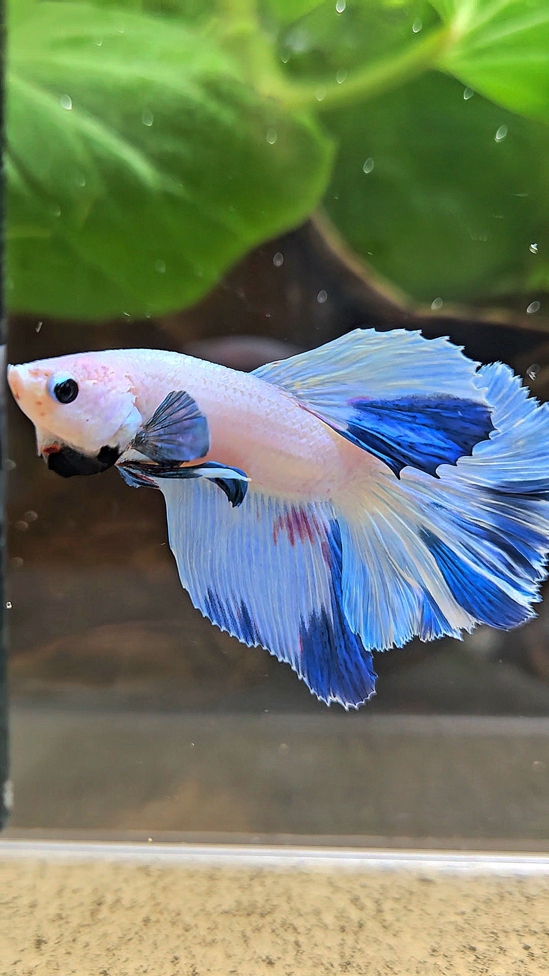 HALFMOON WHITE BLUE MARBLE PATTERN BETTA FISH
