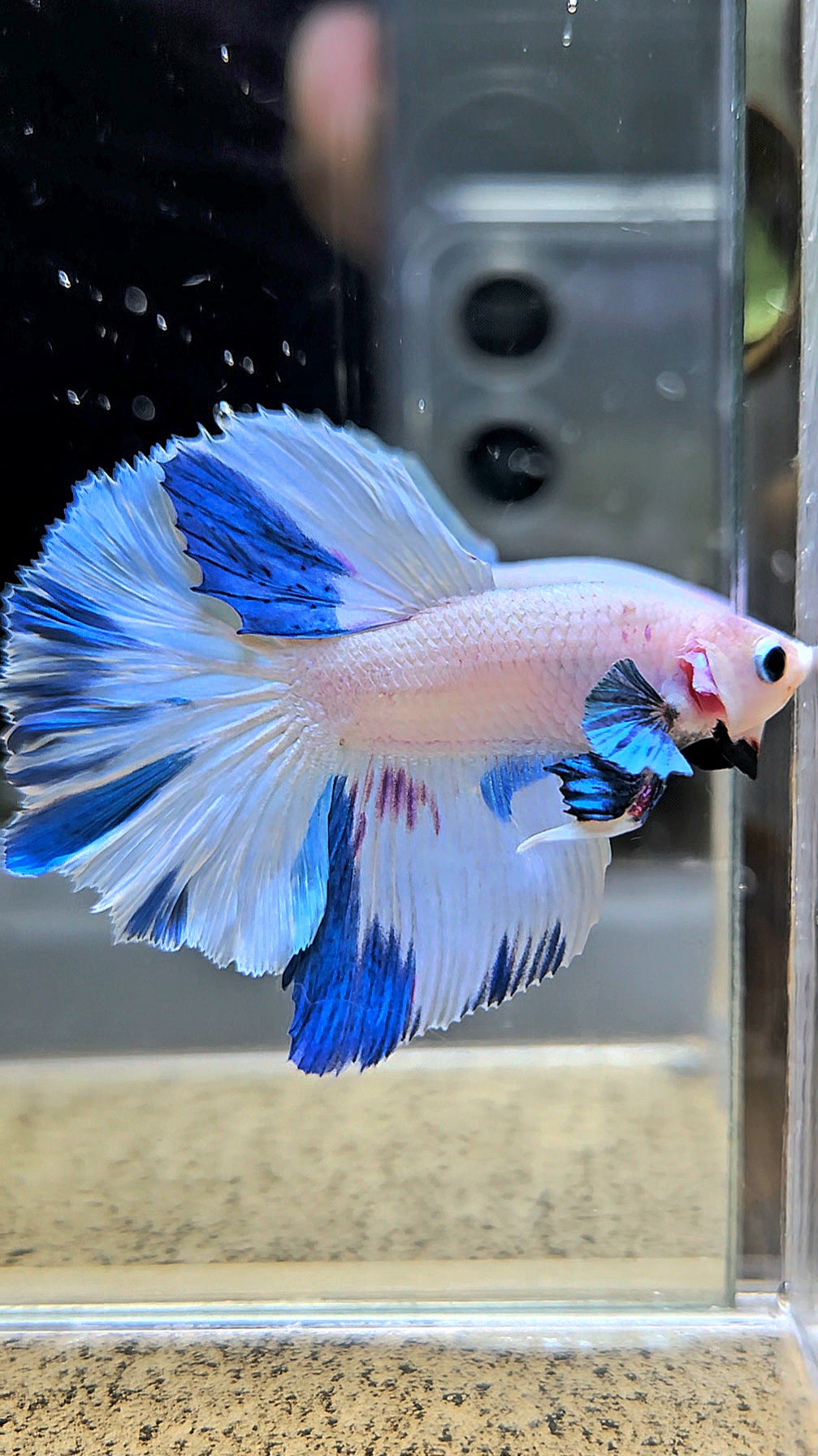 HALFMOON WHITE BLUE MARBLE PATTERN BETTA FISH