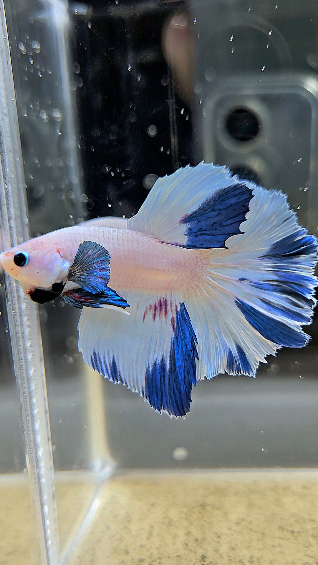HALFMOON WHITE BLUE MARBLE PATTERN BETTA FISH