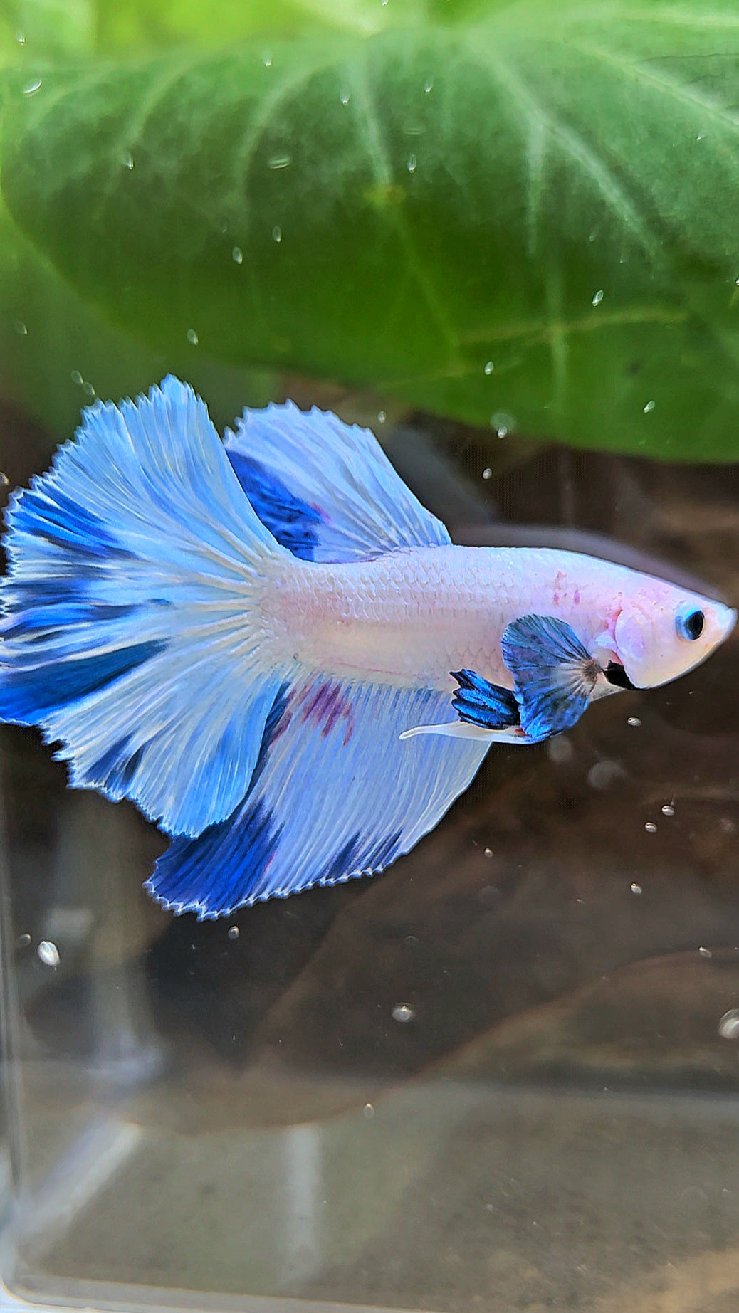 HALFMOON WHITE BLUE MARBLE PATTERN BETTA FISH