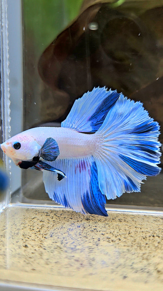 HALFMOON WHITE BLUE MARBLE PATTERN BETTA FISH