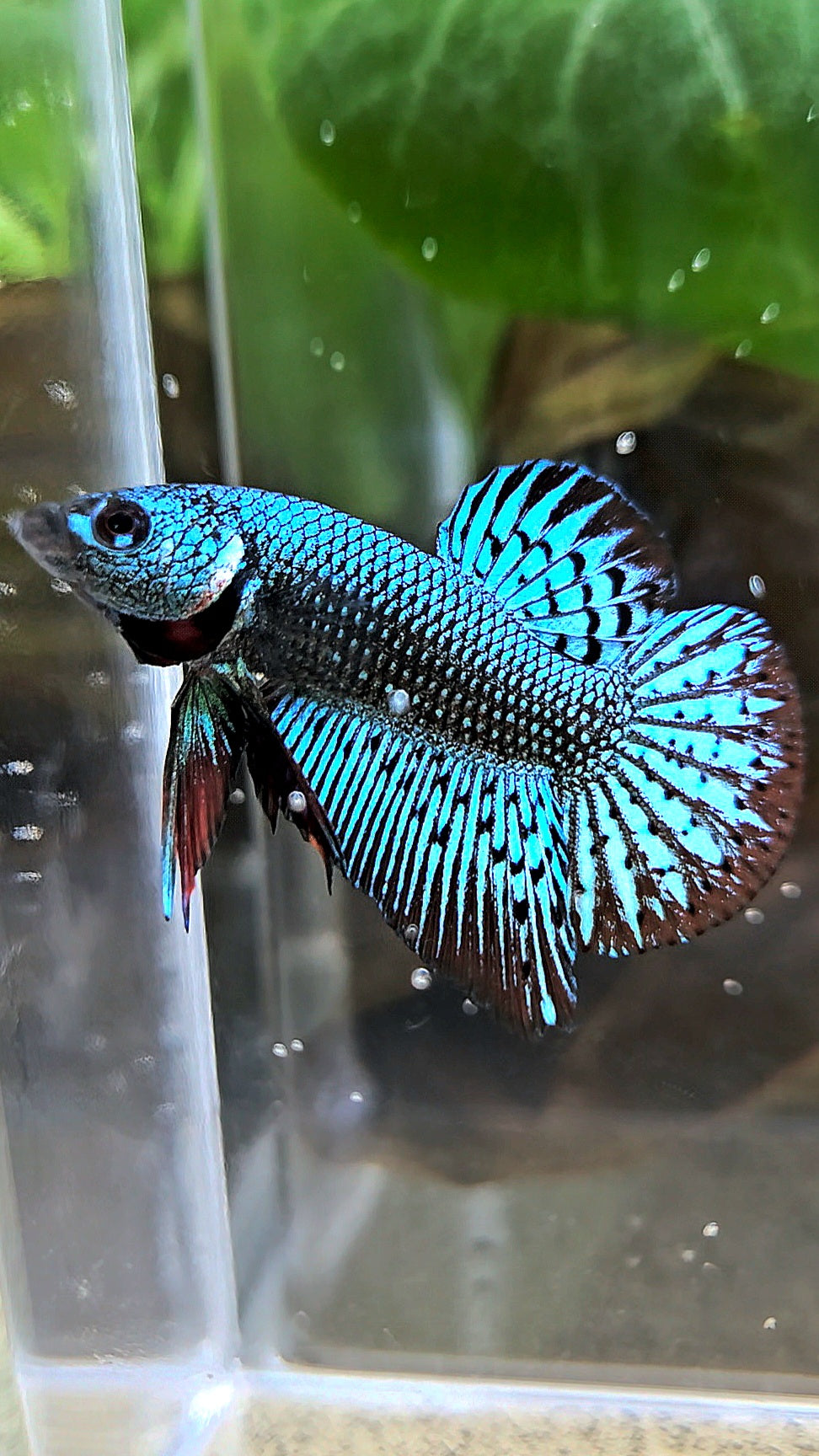 PLAKAT ALIEN GREEN HYBRID WILD BETTA FISH