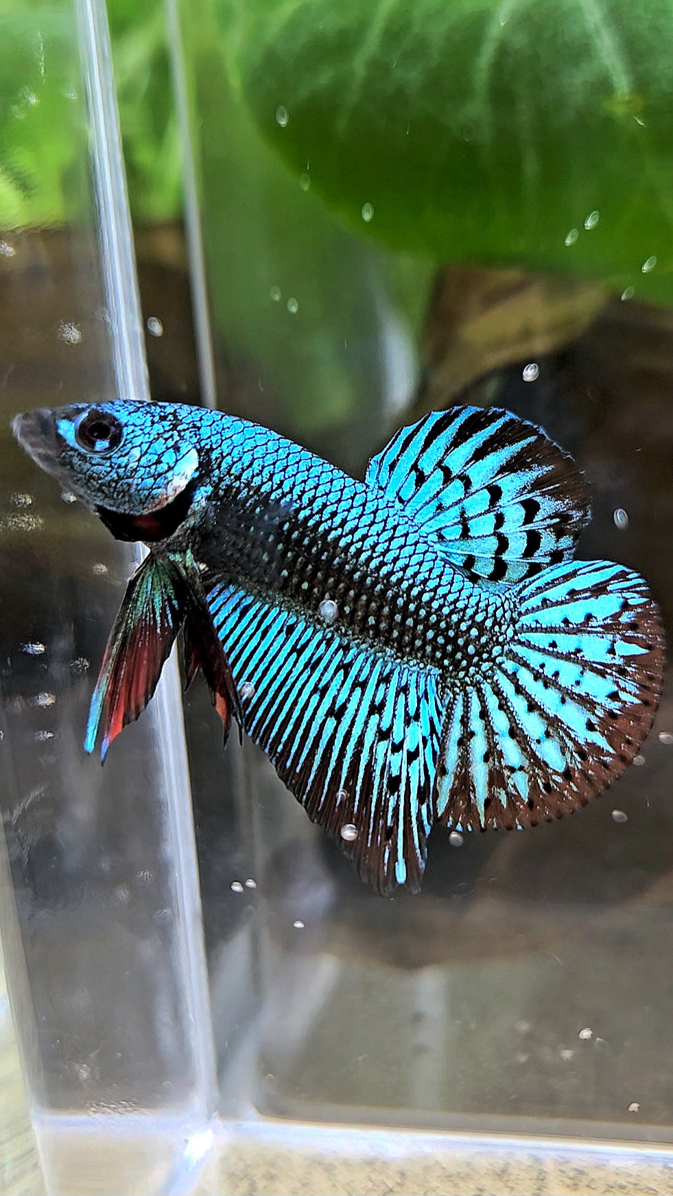 PLAKAT ALIEN GREEN HYBRID WILD BETTA FISH