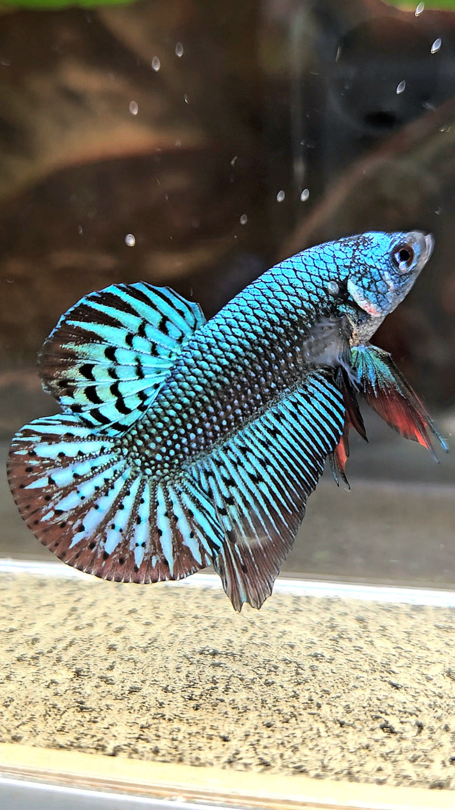 PLAKAT ALIEN GREEN HYBRID WILD BETTA FISH