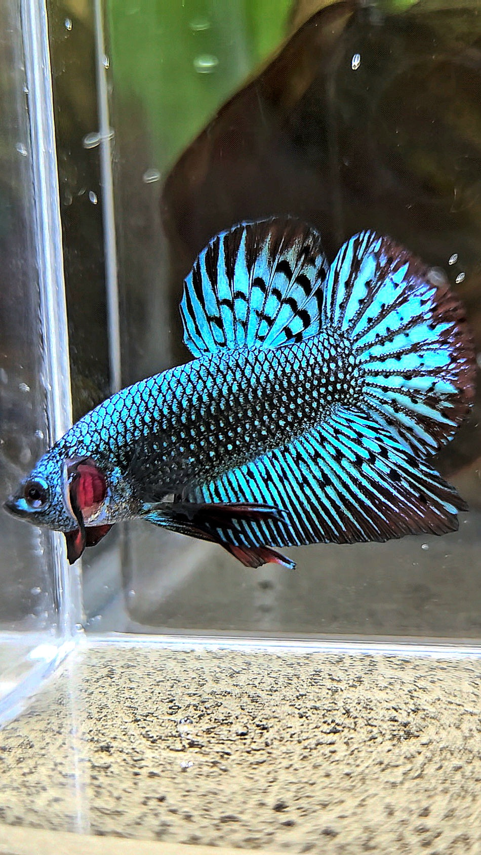 PLAKAT ALIEN GREEN HYBRID WILD BETTA FISH
