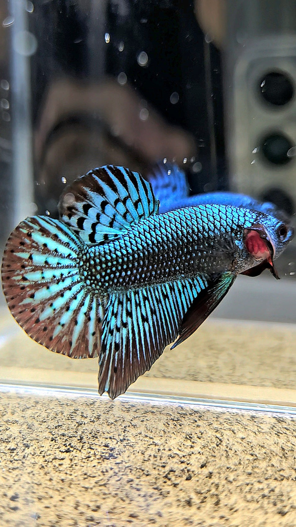 PLAKAT ALIEN GREEN HYBRID WILD BETTA FISH