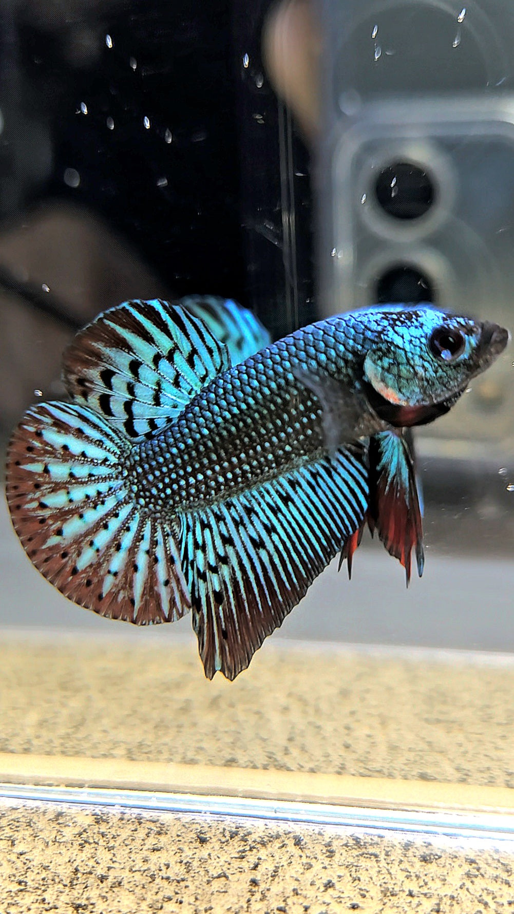 PLAKAT ALIEN GREEN HYBRID WILD BETTA FISH
