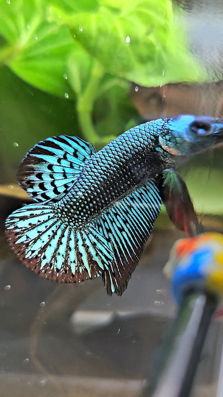 PLAKAT ALIEN GREEN HYBRID WILD BETTA FISH