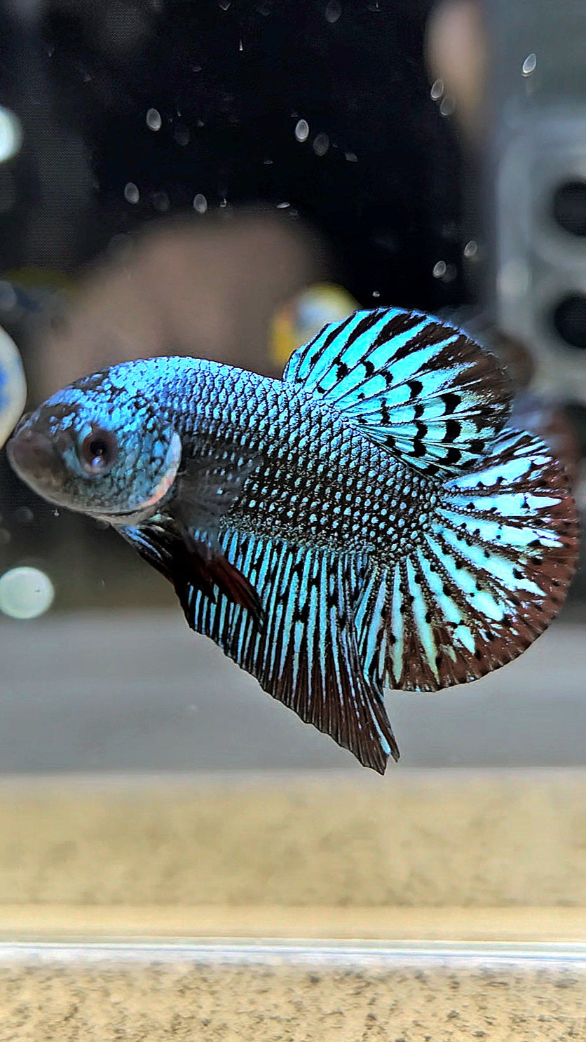 PLAKAT ALIEN GREEN HYBRID WILD BETTA FISH