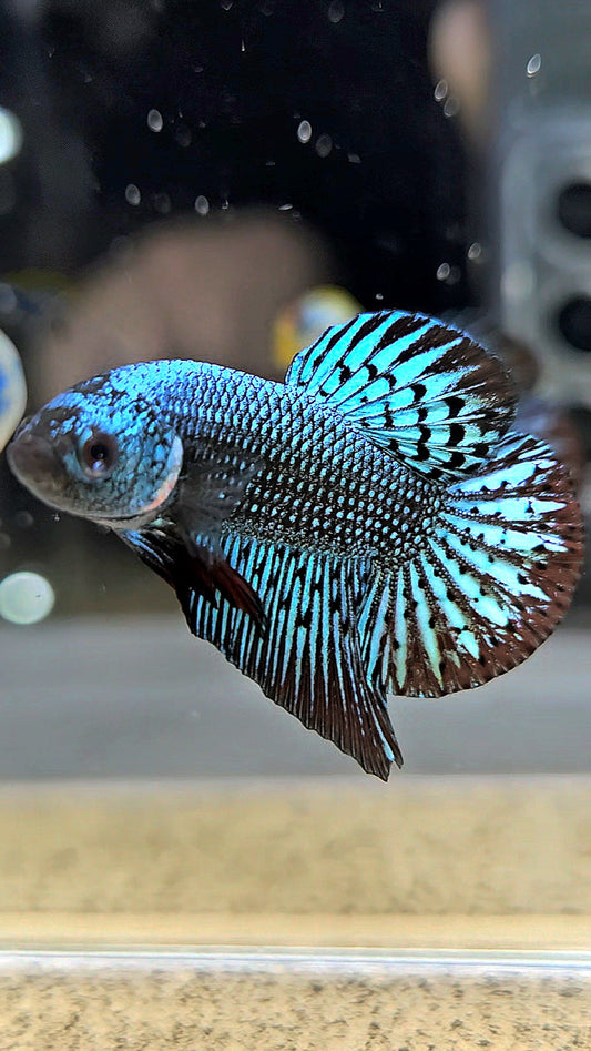 PLAKAT ALIEN GREEN HYBRID WILD BETTA FISH