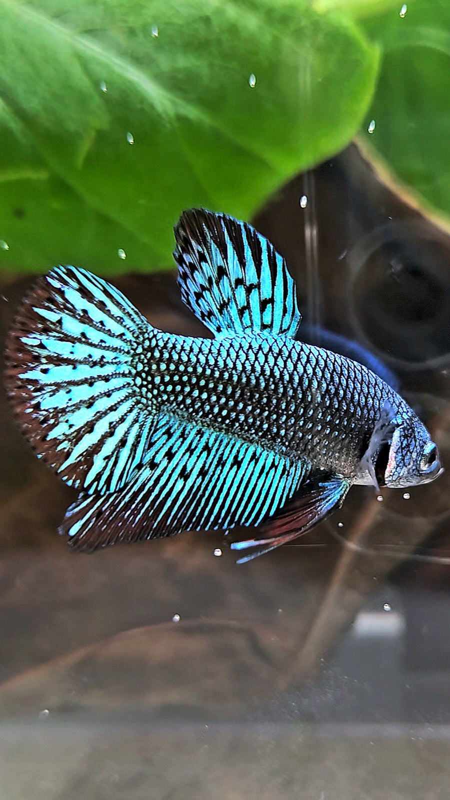 PLAKAT ALIEN GREEN HYBRID WILD BETTA FISH