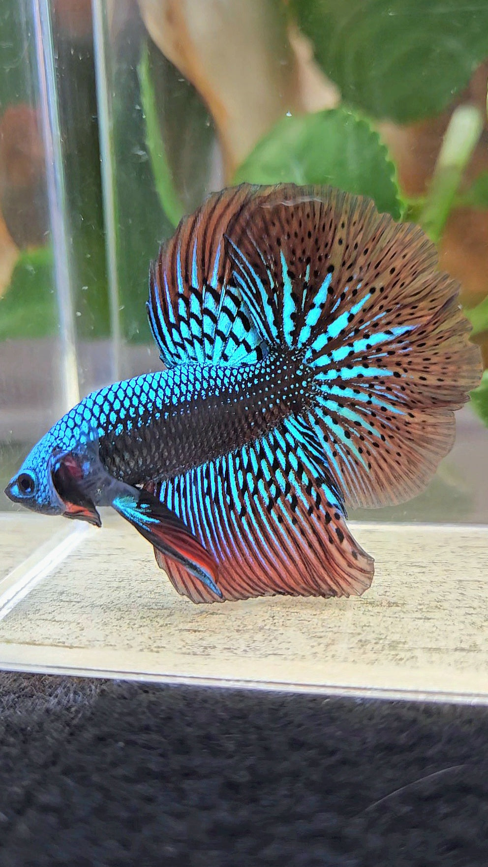 LUXURY HALFMOON ROSETAIL SAMURAI ALIEN GREEN HYBRID WILD BETTA FISH