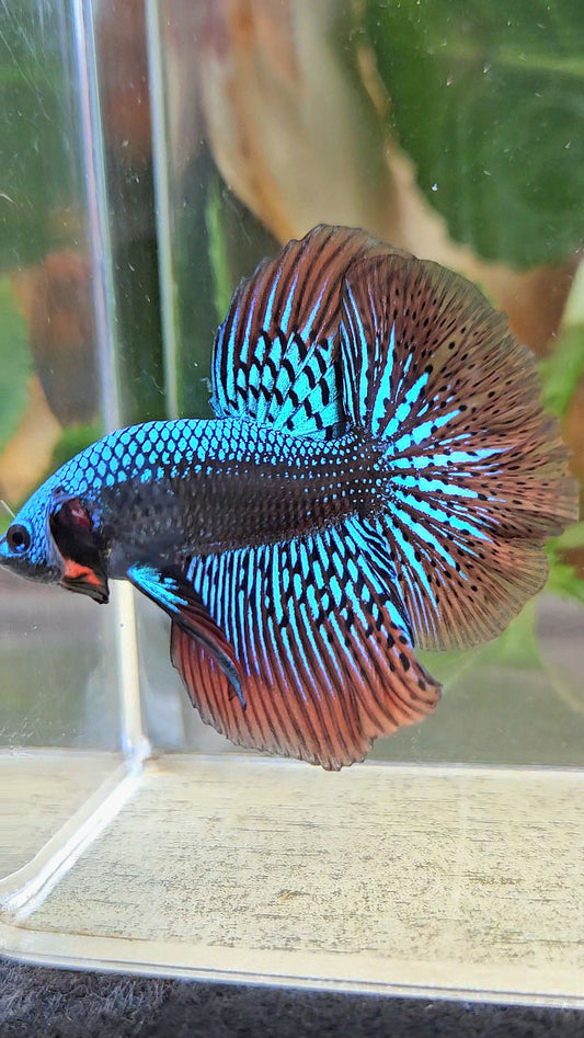 LUXURY HALFMOON ROSETAIL SAMURAI ALIEN GREEN HYBRID WILD BETTA FISH
