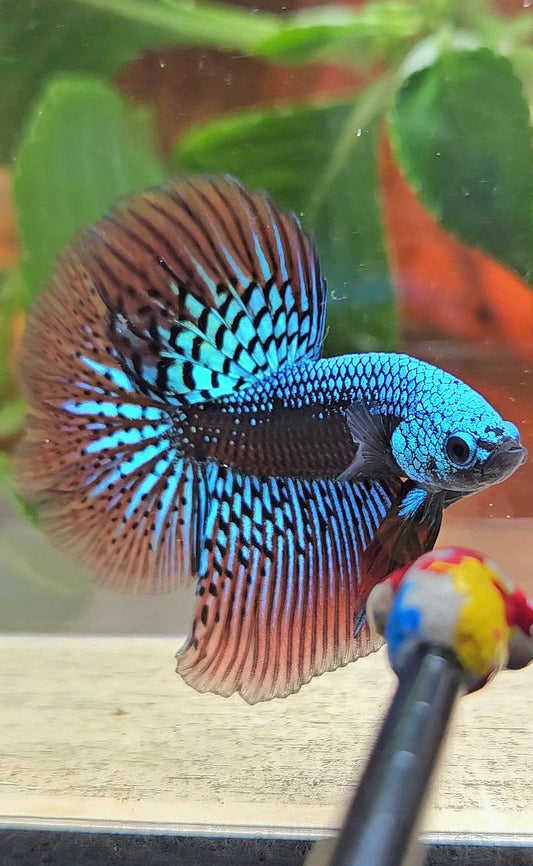 LUXURY HALFMOON ROSETAIL SAMURAI ALIEN GREEN HYBRID WILD BETTA FISH