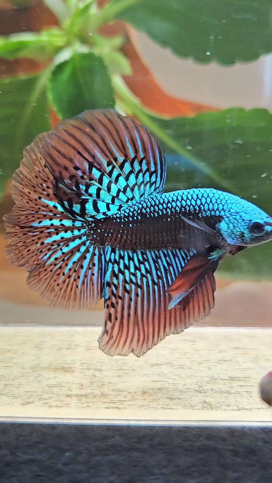 LUXURY HALFMOON ROSETAIL SAMURAI ALIEN GREEN HYBRID WILD BETTA FISH