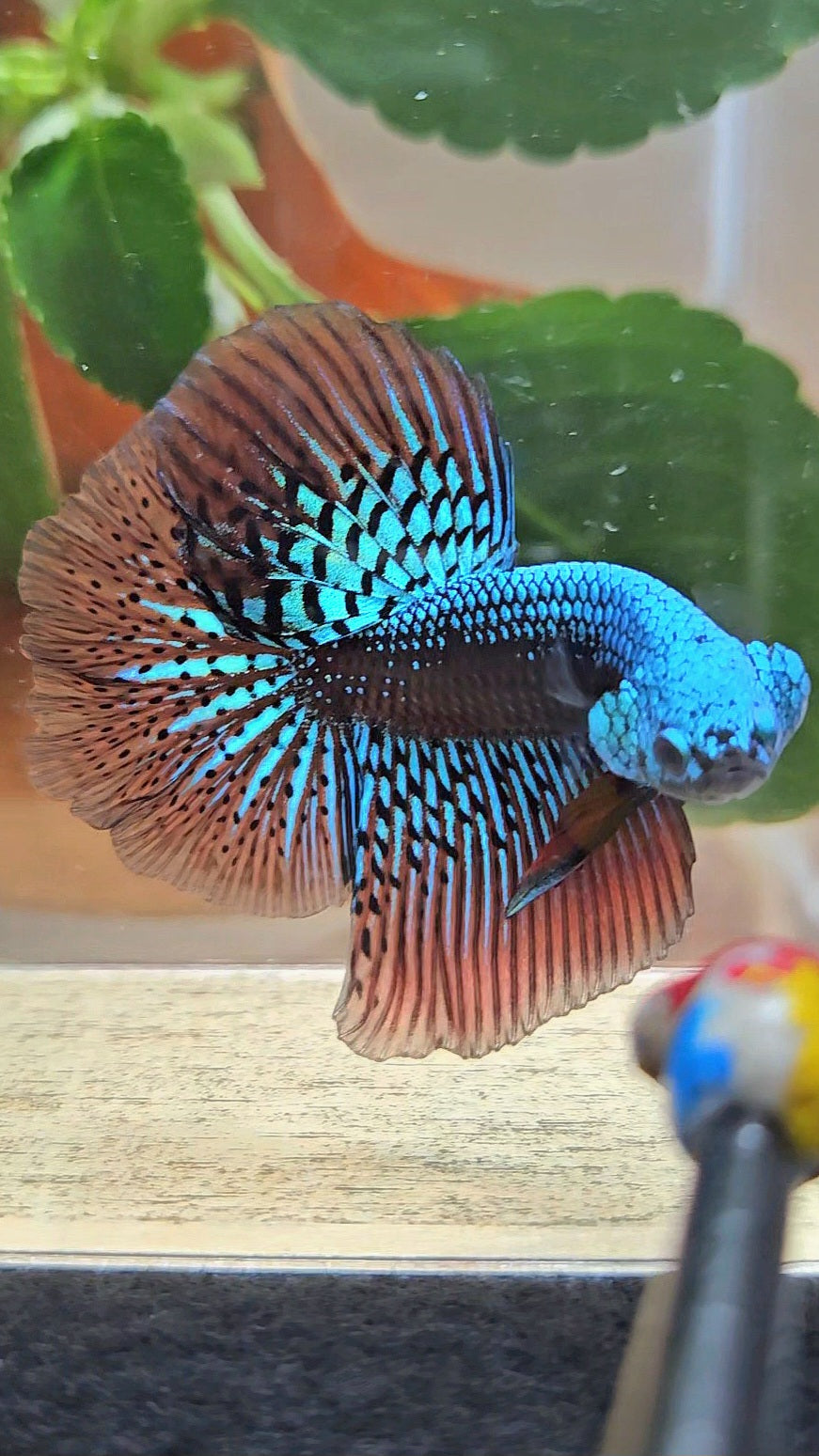 LUXURY HALFMOON ROSETAIL SAMURAI ALIEN GREEN HYBRID WILD BETTA FISH