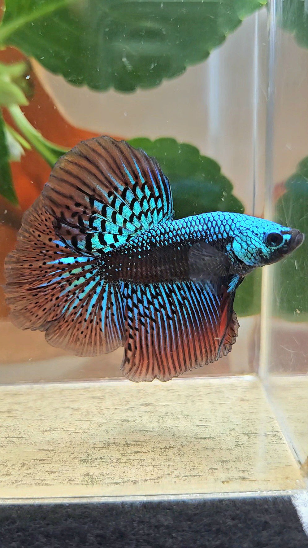 LUXURY HALFMOON ROSETAIL SAMURAI ALIEN GREEN HYBRID WILD BETTA FISH