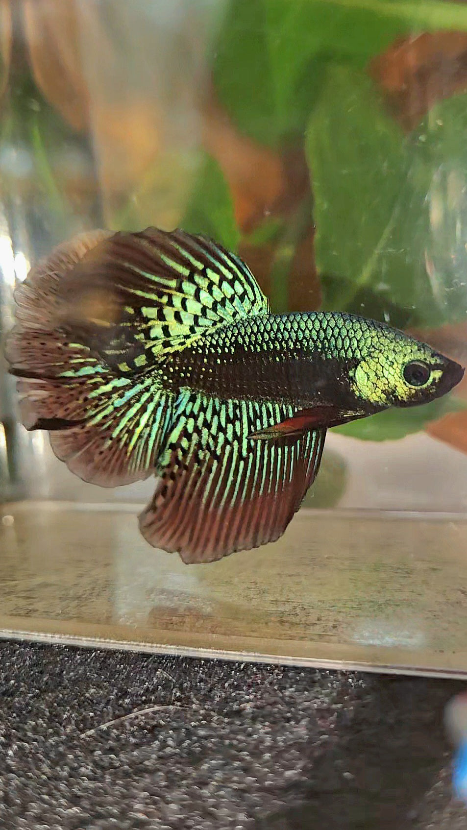LUXURY HALFMOON ROSETAIL SAMURAI ALIEN GREEN HYBRID WILD BETTA FISH