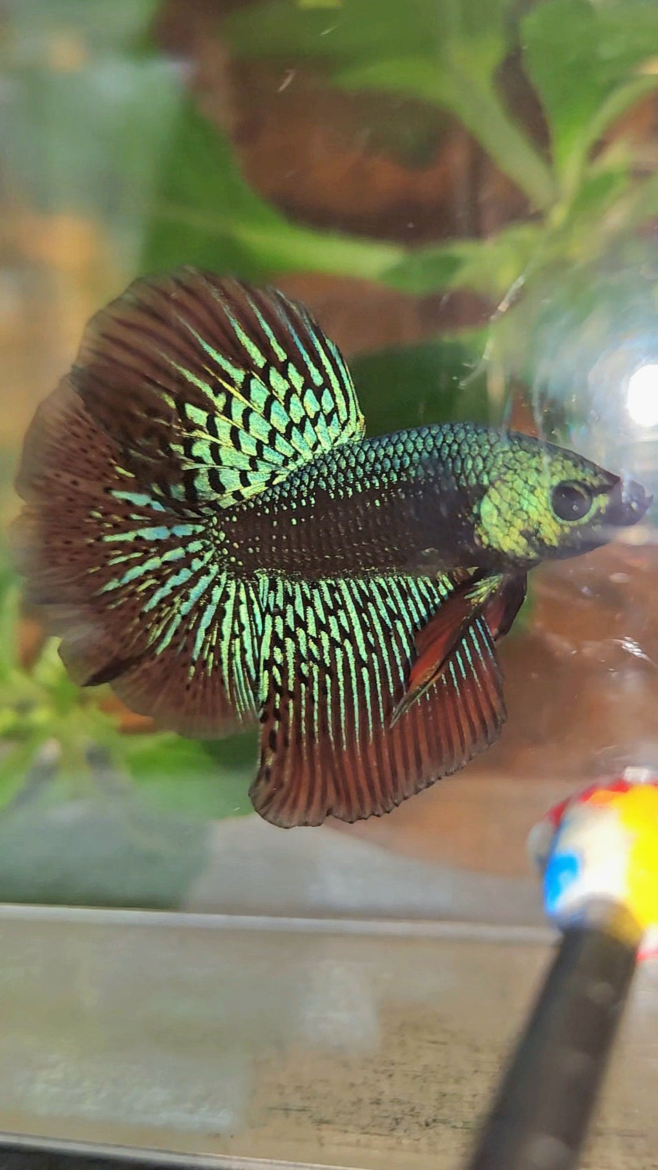 LUXURY HALFMOON ROSETAIL SAMURAI ALIEN GREEN HYBRID WILD BETTA FISH
