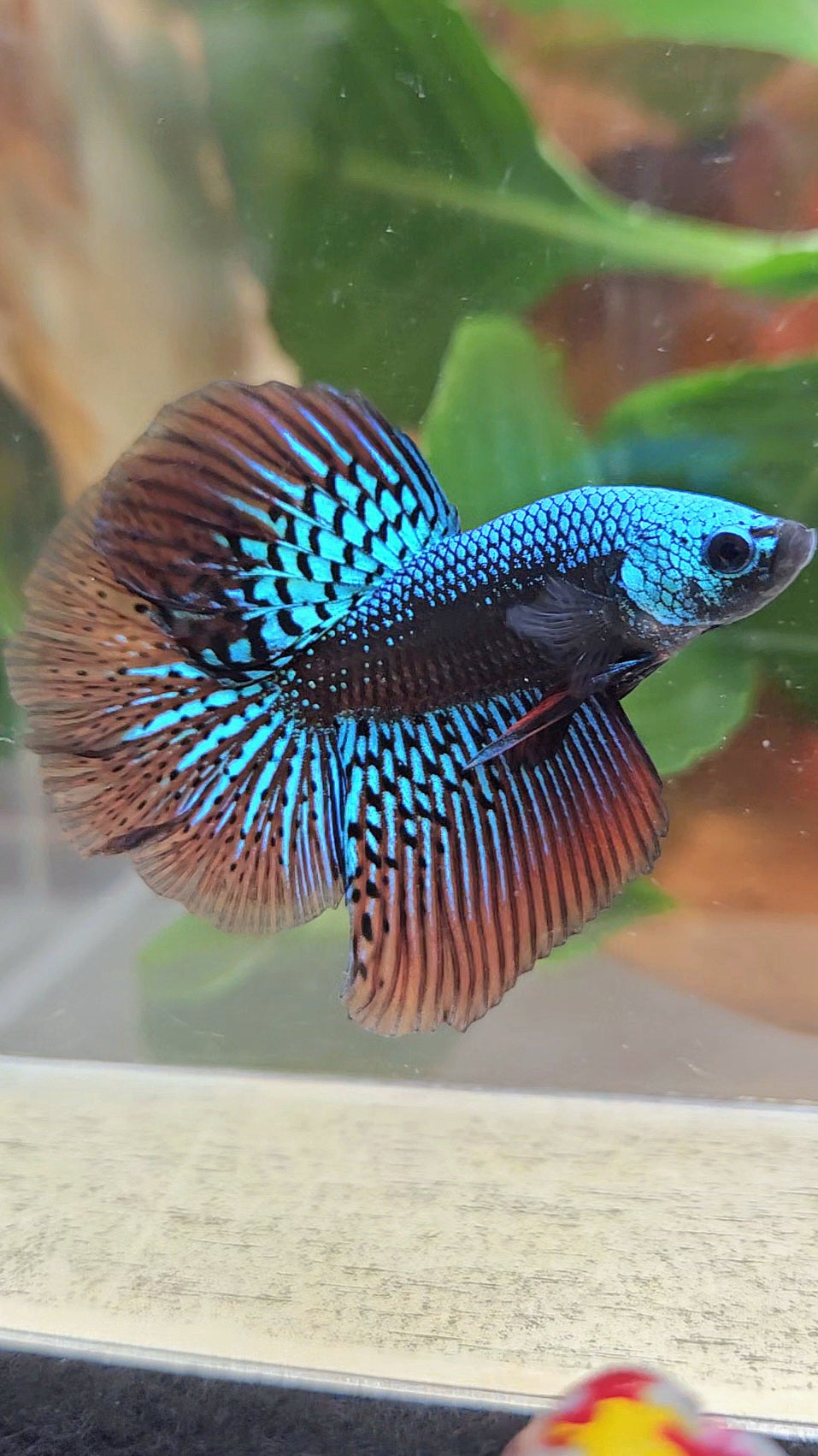 LUXURY HALFMOON ROSETAIL SAMURAI ALIEN GREEN HYBRID WILD BETTA FISH