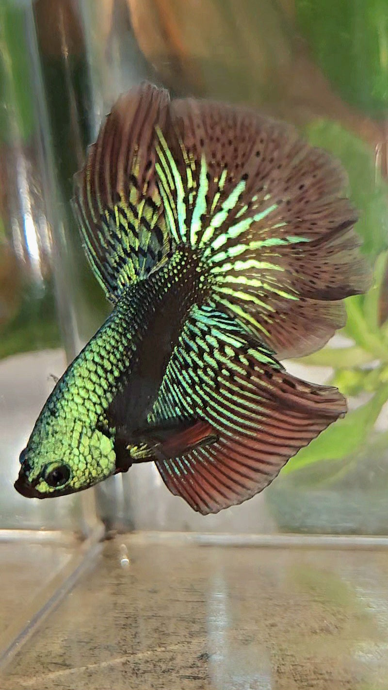 LUXURY HALFMOON ROSETAIL SAMURAI ALIEN GREEN HYBRID WILD BETTA FISH