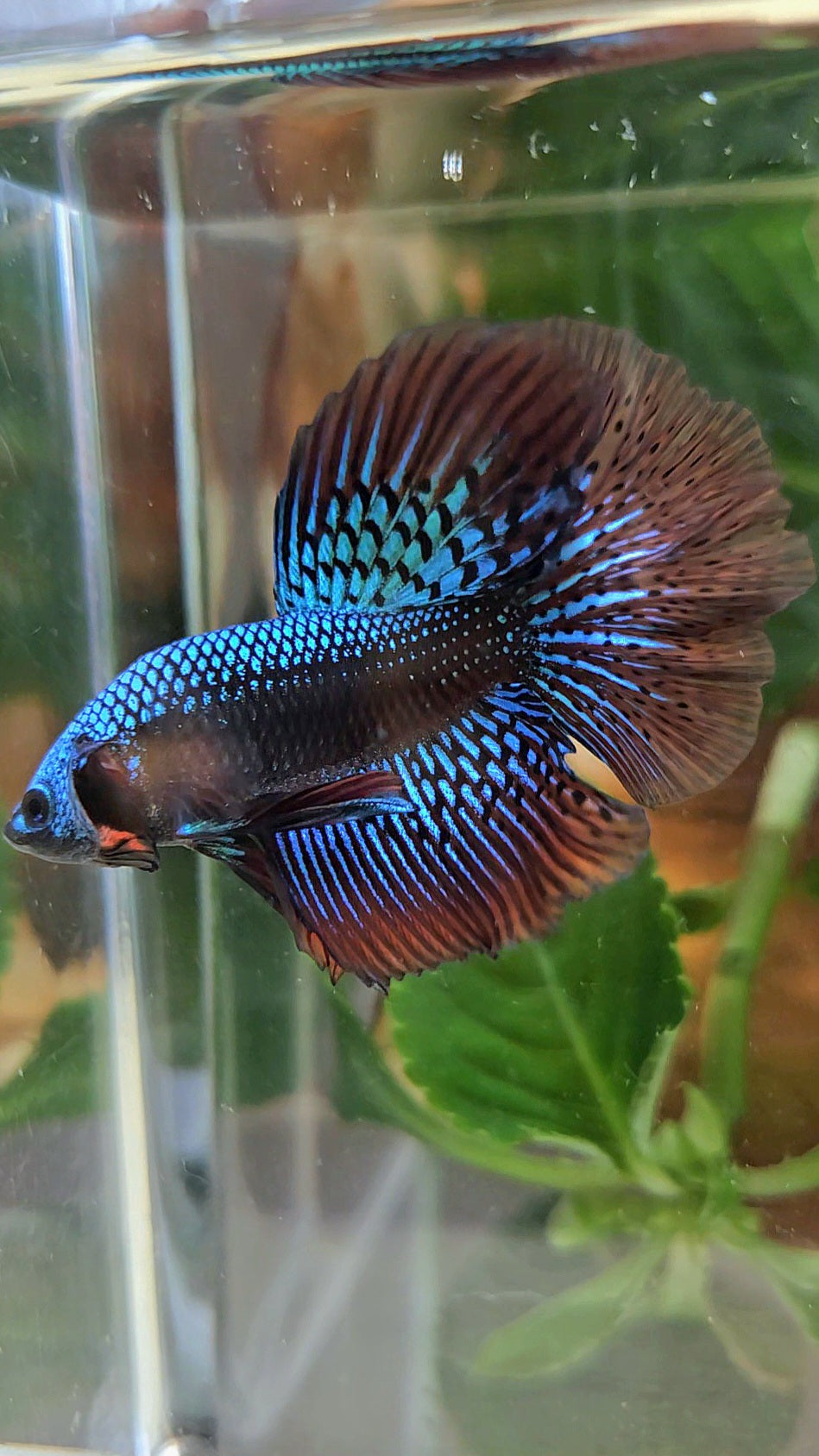 LUXURY HALFMOON ROSETAIL SAMURAI ALIEN GREEN HYBRID WILD BETTA FISH