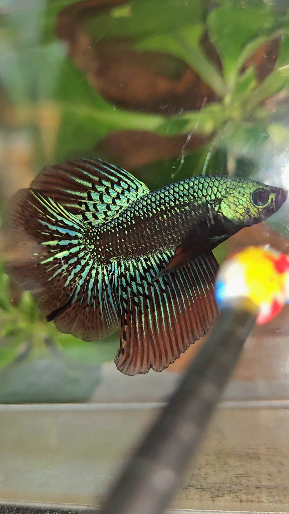 LUXURY HALFMOON ROSETAIL SAMURAI ALIEN GREEN HYBRID WILD BETTA FISH