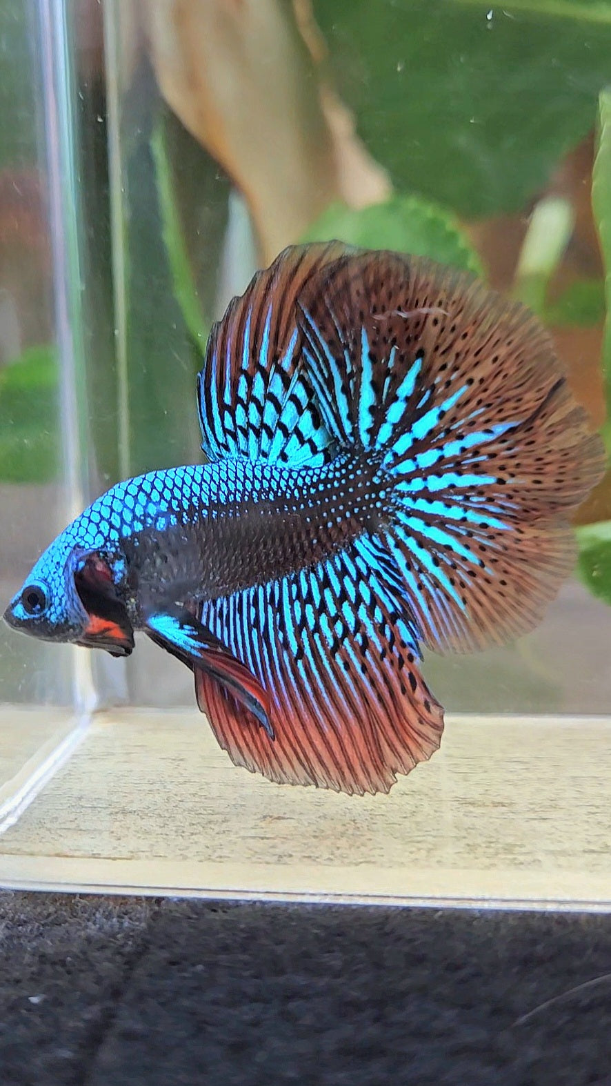 LUXURY HALFMOON ROSETAIL SAMURAI ALIEN GREEN HYBRID WILD BETTA FISH