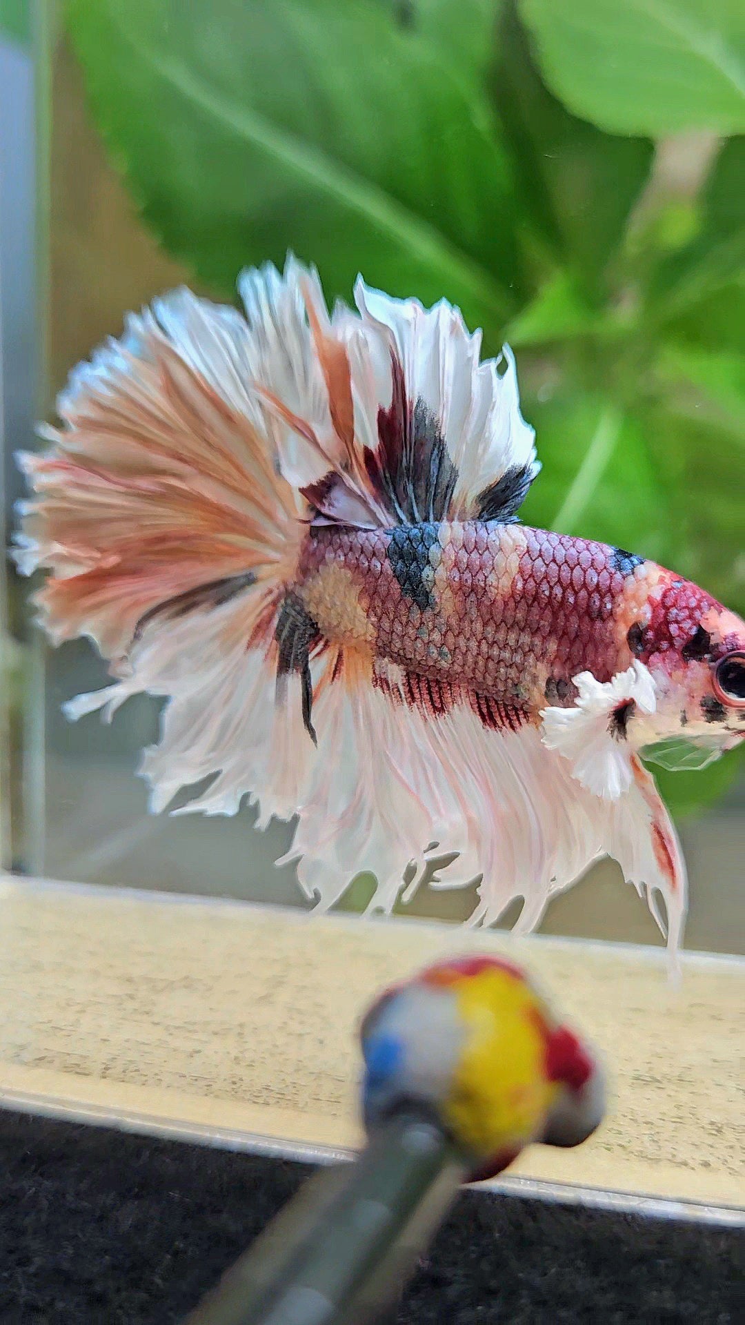HALFMOON CROWNTAIL BIG EAR COPPER FANCY MULTICOLOR BETTA FISH