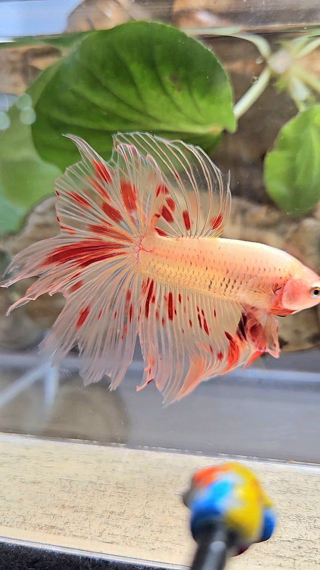 HALFMOON ARMAGEDDON FIRE BETTA FISH