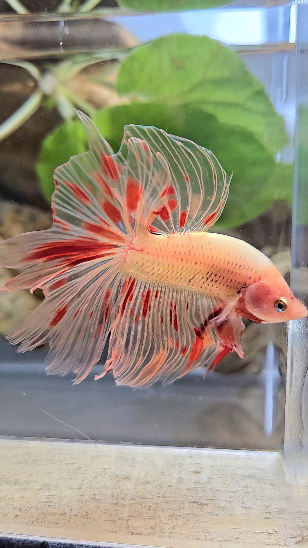 HALFMOON ARMAGEDDON FIRE BETTA FISH
