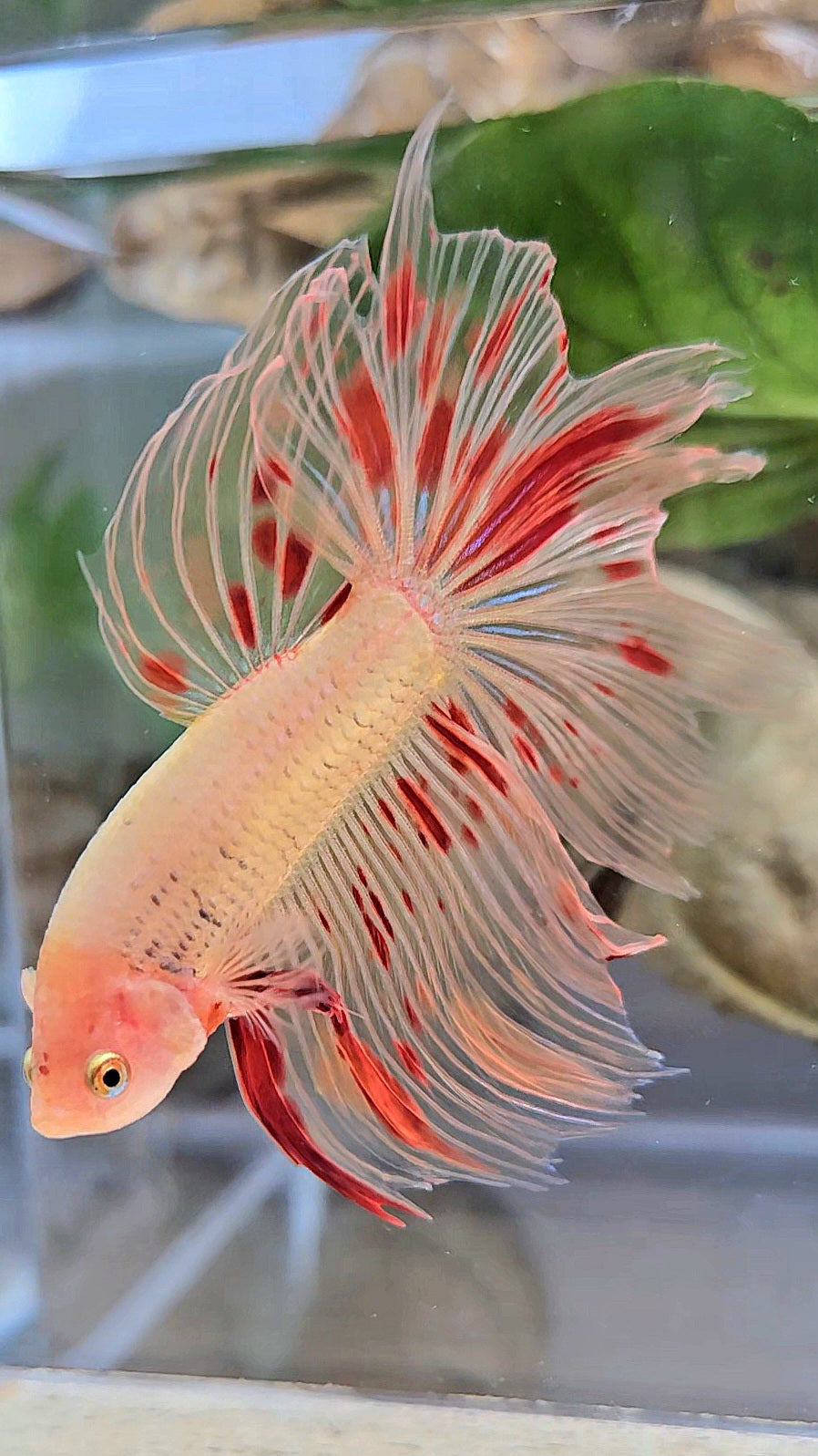 HALFMOON ARMAGEDDON FIRE BETTA FISH