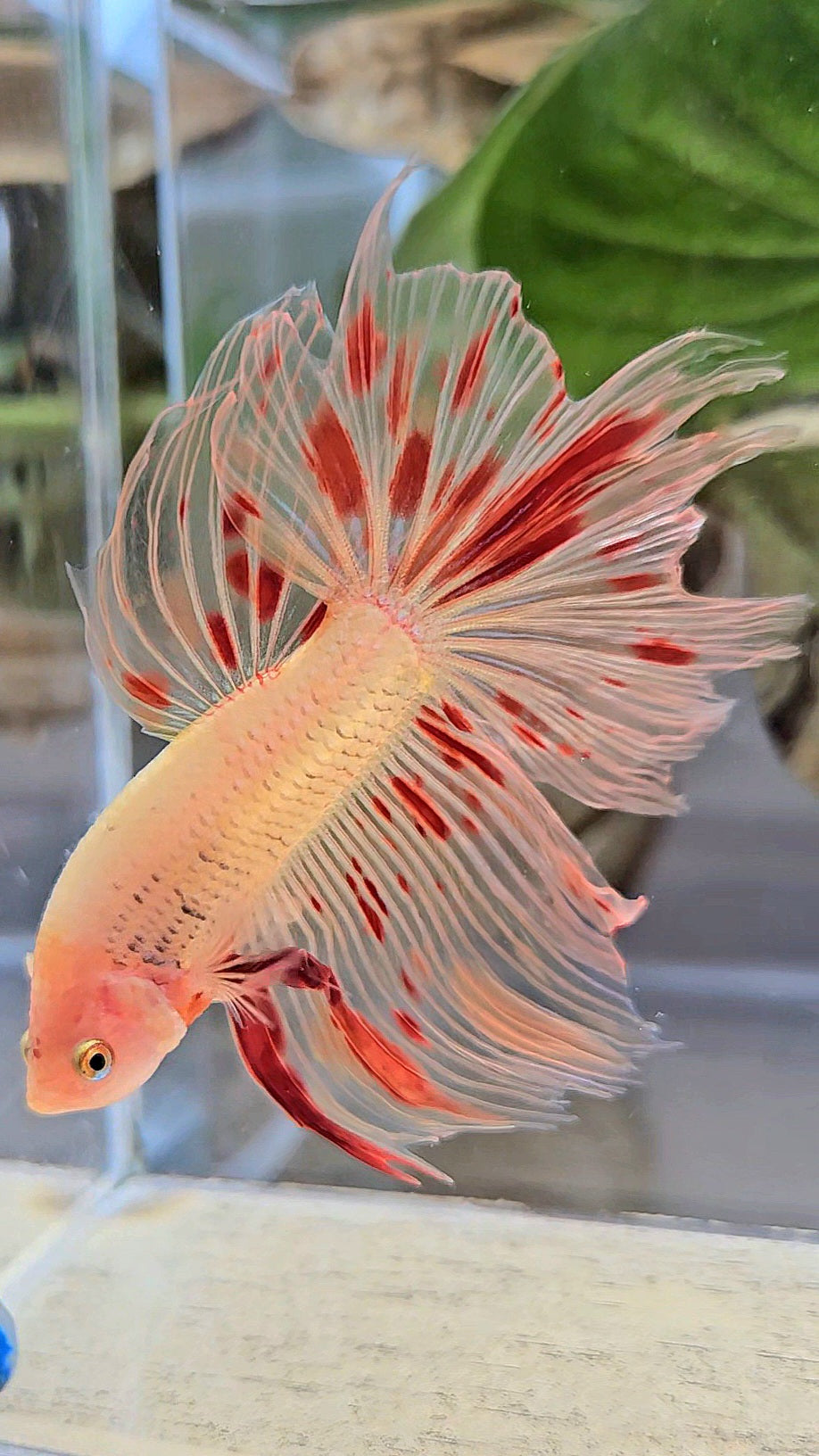 HALFMOON ARMAGEDDON FIRE BETTA FISH