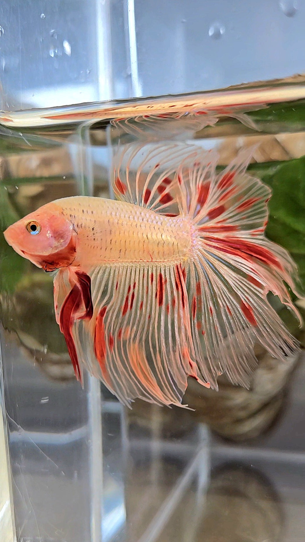 HALFMOON ARMAGEDDON FIRE BETTA FISH