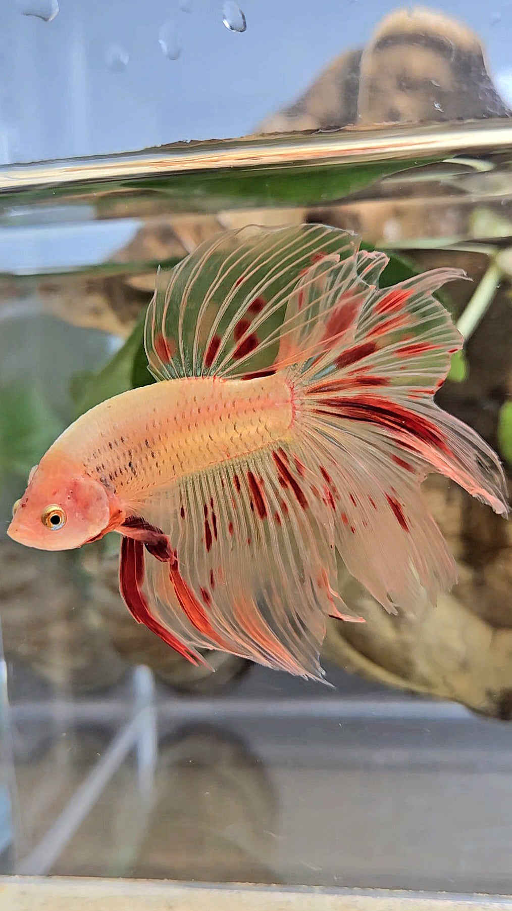 HALFMOON ARMAGEDDON FIRE BETTA FISH