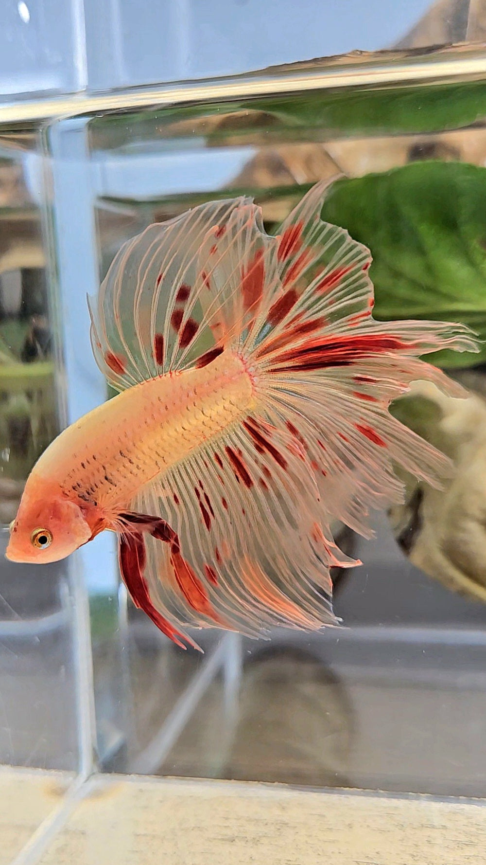 HALFMOON ARMAGEDDON FIRE BETTA FISH
