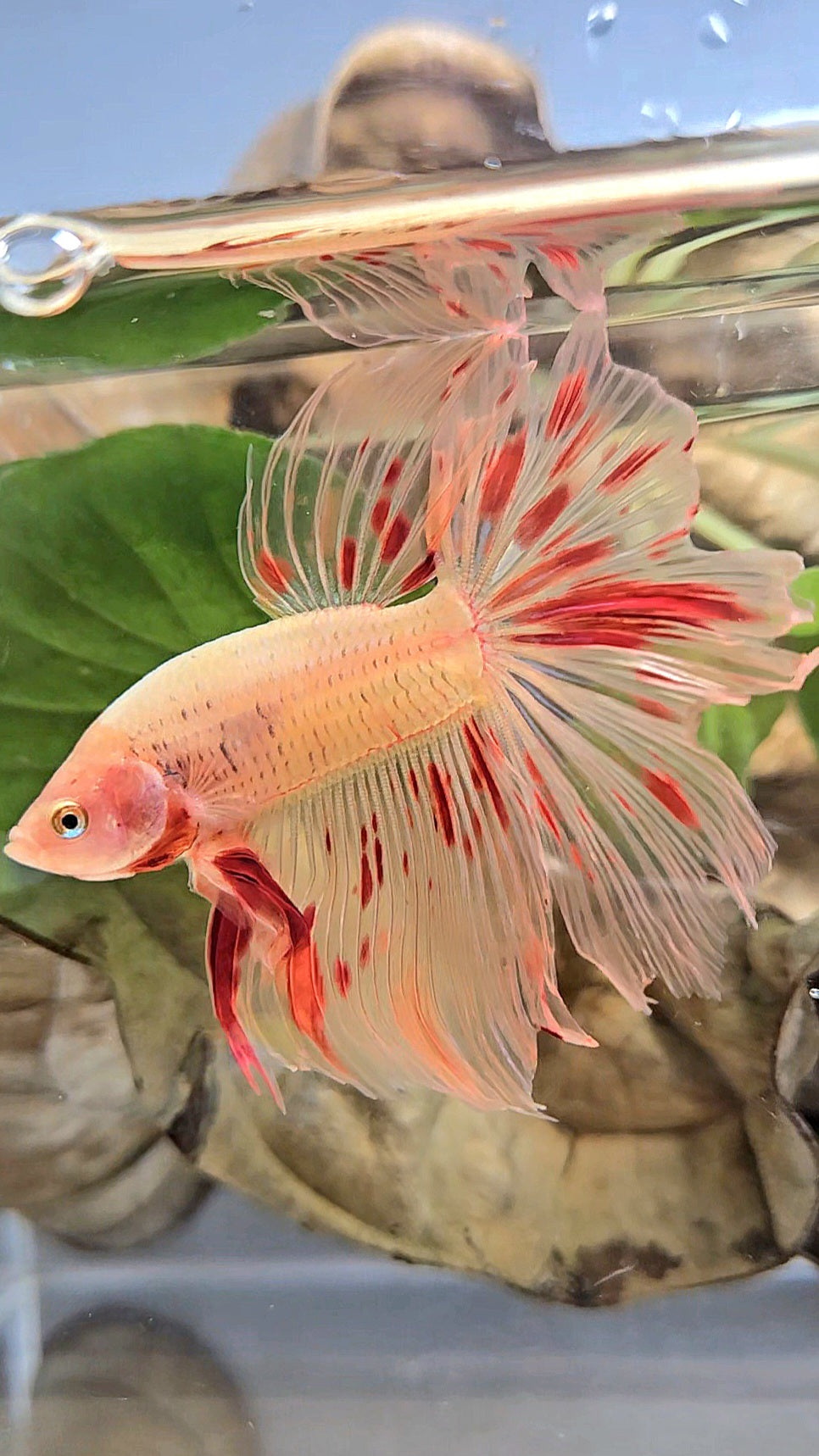 HALFMOON ARMAGEDDON FIRE BETTA FISH