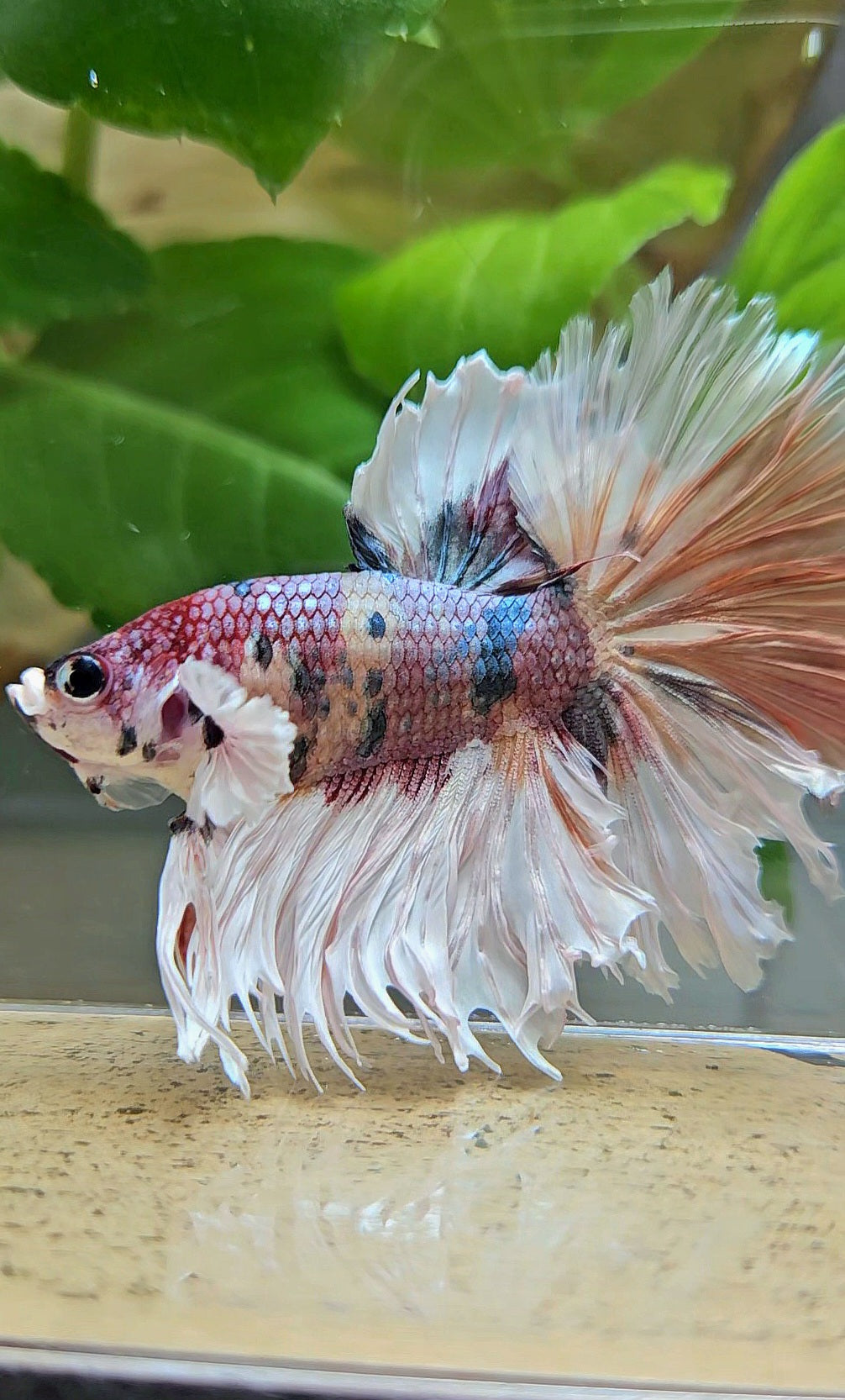 HALFMOON CROWNTAIL BIG EAR COPPER FANCY MULTICOLOR BETTA FISH