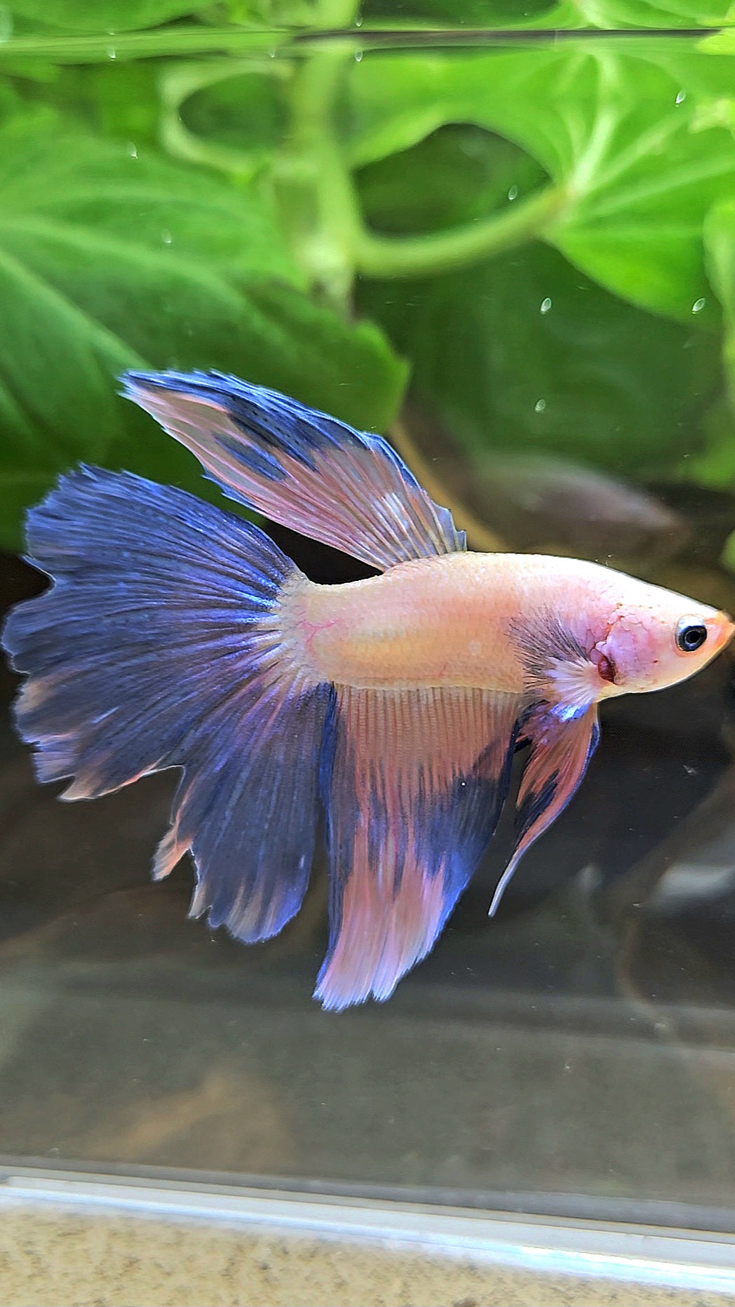 HALFMOON PINK FLAMINGGO BETTA FISH