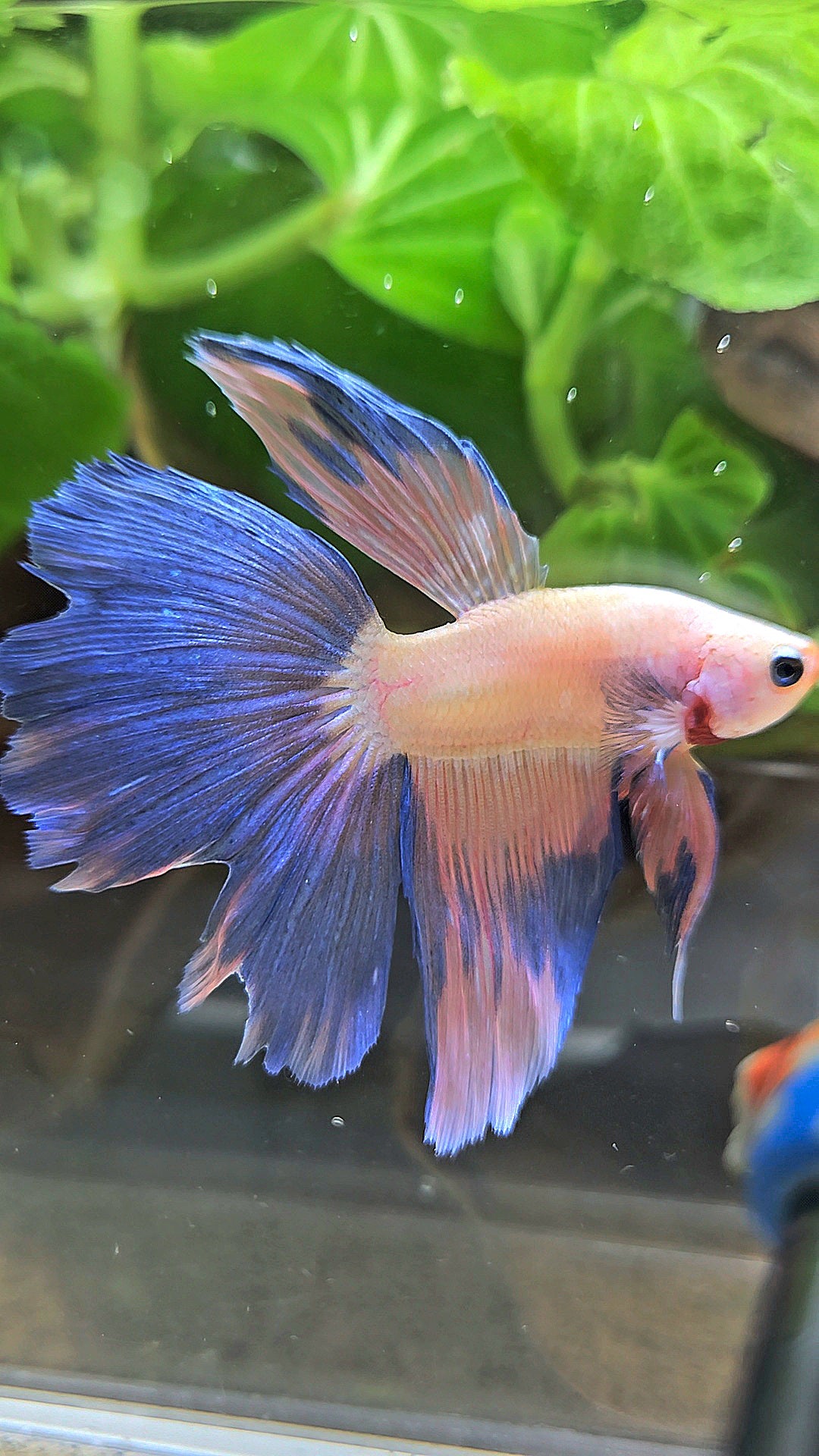 HALFMOON PINK FLAMINGGO BETTA FISH