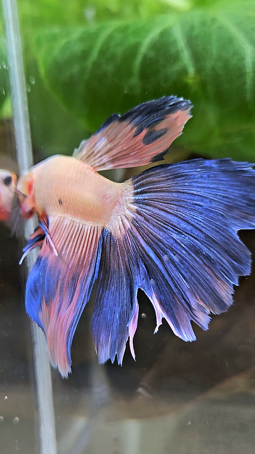 HALFMOON PINK FLAMINGGO BETTA FISH