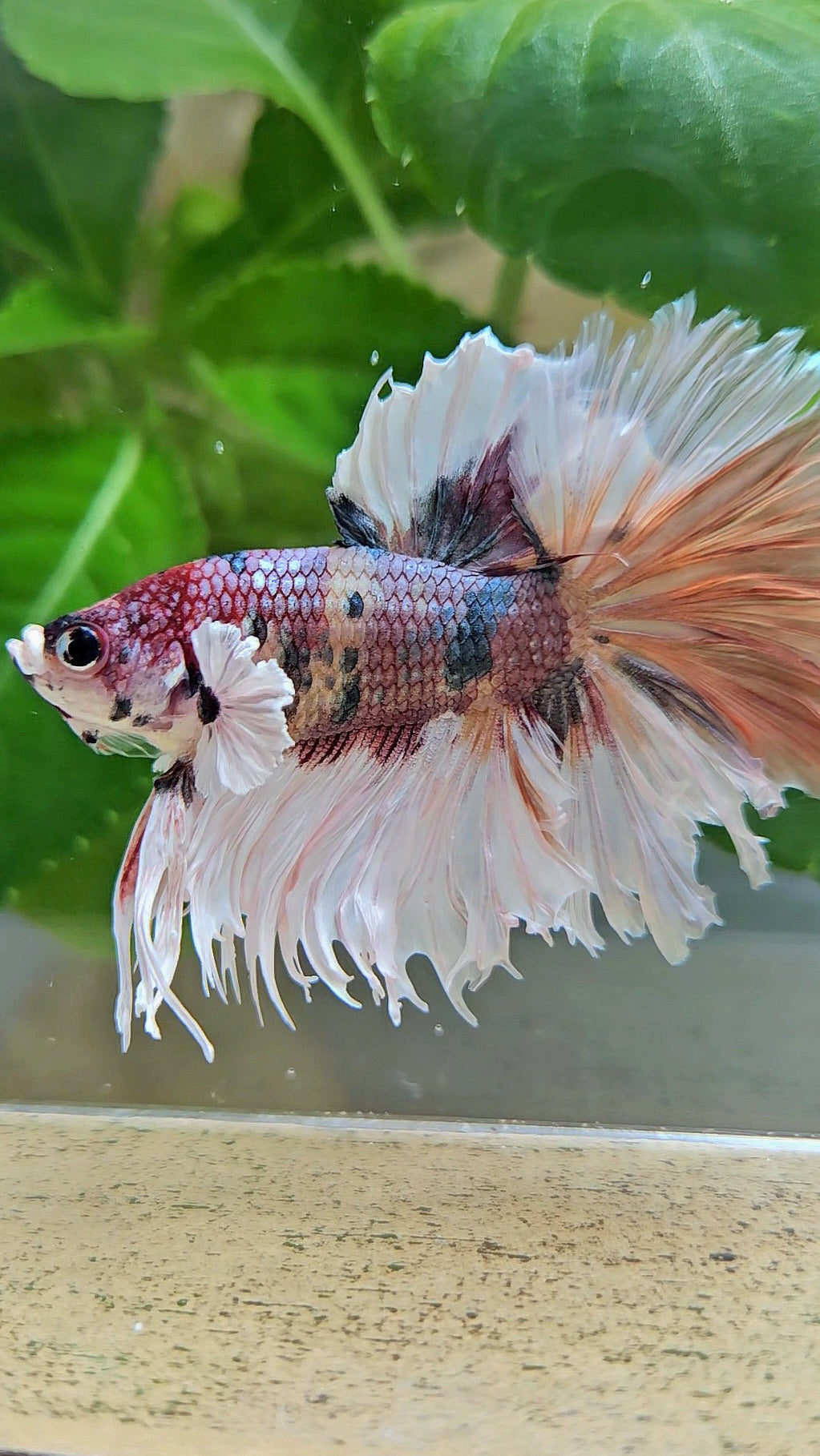 HALFMOON CROWNTAIL BIG EAR COPPER FANCY MULTICOLOR BETTA FISH